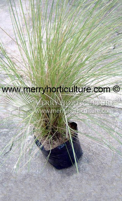 Pennisetum spp